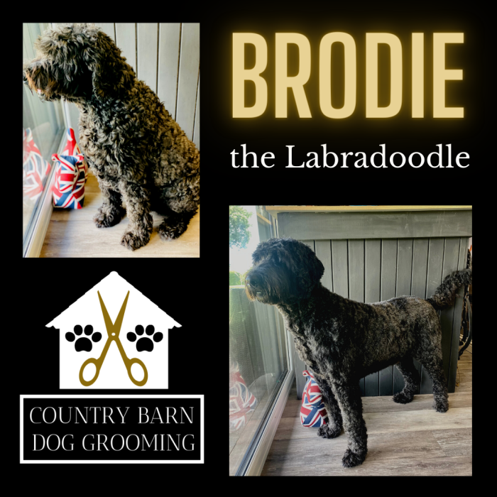 Brodie (1) Brodie (1)