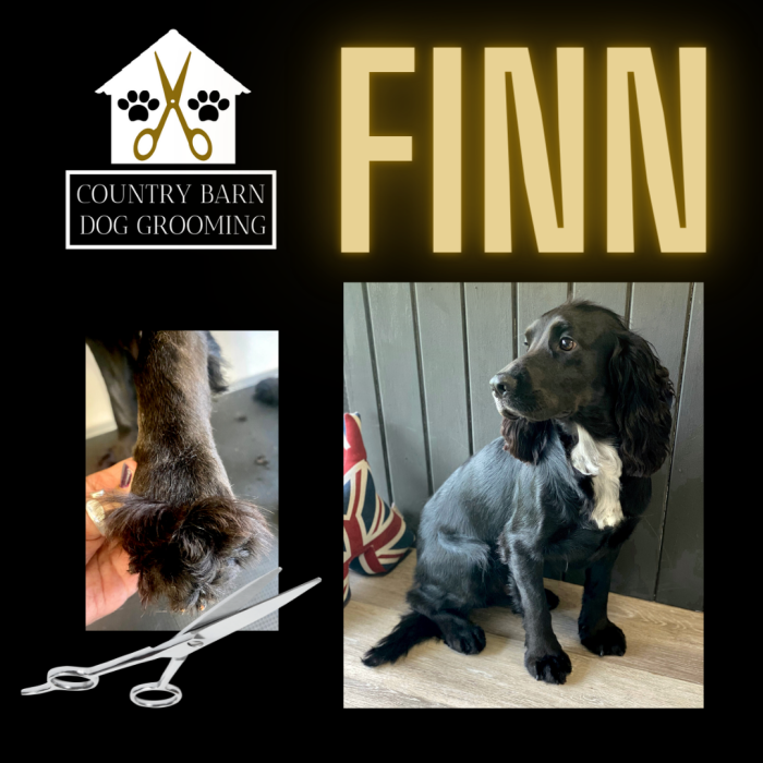 FINN FINN