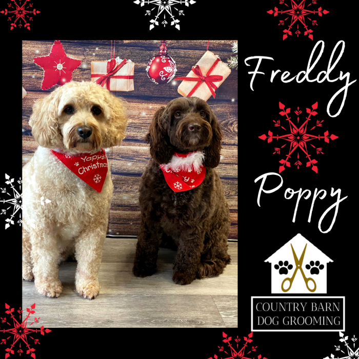 Freddy & Poppy Freddy & Poppy